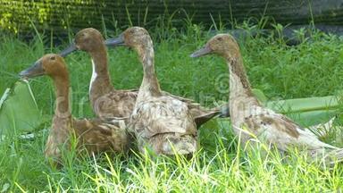 小鸭子和小鸭子坐在草地上